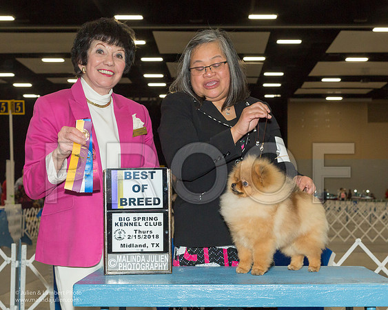 Pomeranian #9 Thurs BOB LISENBEE BYRON AND CHRISTIE Judge Barbara Dempsey Alderman-_JJL0629