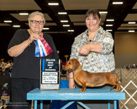 Dachshund Smooth #12 Thurs BOW Maj Donna Forrester Judge Denny Mounce