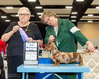 Dachshund Longhaired #17 Thur Staggs Karen Barbara Starnes Judge Denny Mounce