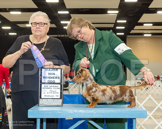 Dachshund Longhaired #17 Thur Staggs Karen Barbara Starnes Judge Denny Mounce-_JJL0646