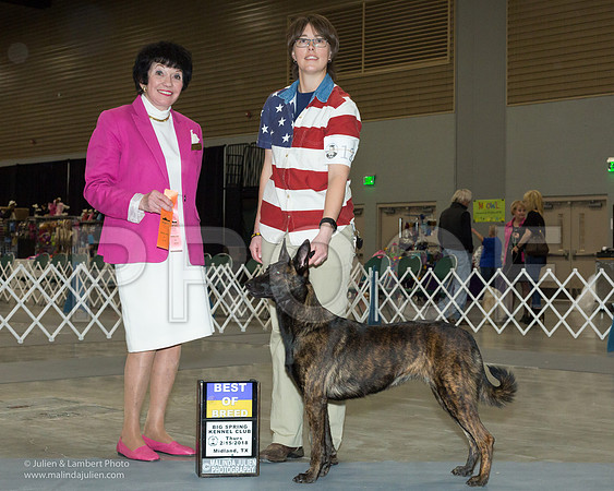 Dutch Shepherd #126 Thurs BOB Stephanie Melton Judge Barbara Alderman-_JJL0654