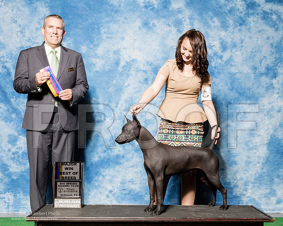 Xoloitzcuintli #6 Thurs BOB Maj Wise Kayla Beth Catarina Hill Judge Dana Cline-_SR_6718