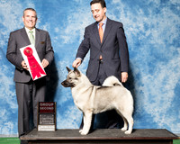 Norwegian Elkhound #6 Thurs G2 Cowan Ali Renea Martin Judge Dana Cline