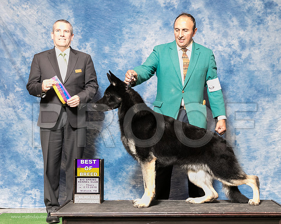 German Shepherd Dog #5 Thurs BOB Farias Juan Manuel Agent Sergio Espejo Judge Dana Cline-_SR_6775e1