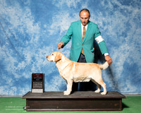 Labrador Retriever #11 Thurs BOS WD Change Rae Judge Nancy Simmons