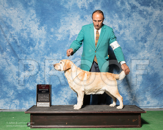 Labrador Retriever #11 Thurs BOS WD Change Rae Judge Nancy Simmons-_SR_6799