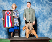 Lakeland Terrier #5 Thurs BIS Brandsema Mark Judge Nancy Simmons