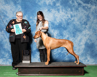 Rhodesian Ridgeback #6 Thurs OHBIS Crowder Emily Shawna Chastain Judge Denny Mounce
