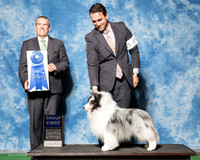 Shetland Sheepdog #5 Thurs G1 Crady Tyler D Sirdofsky D Tario G Yokada Judge Dana Cline