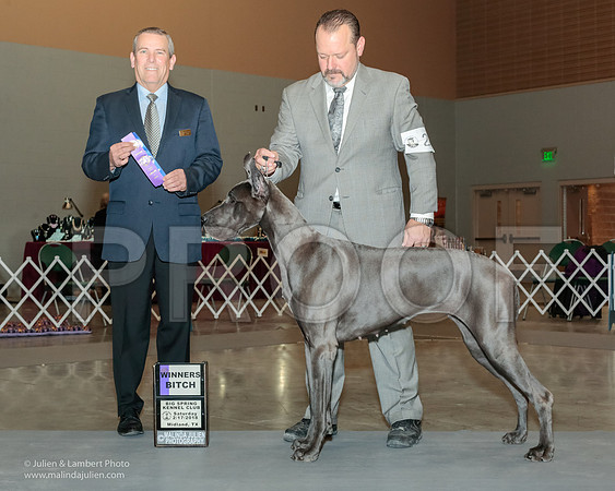 Great Dane #22 Fri WB Oglesby Heather Logan Yankowski Dana Albrecht Judge Dana Cline-_JJL0688