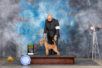 Lakeland Terrier #5 Sat G3 Judge Ann Roth