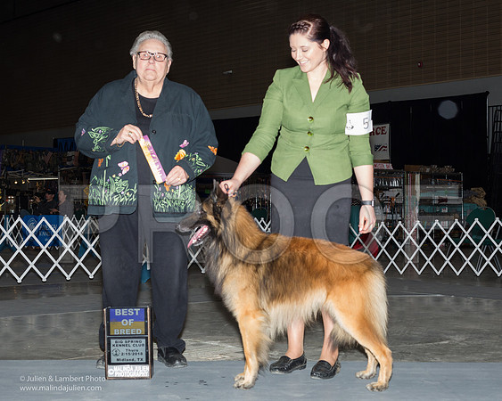 Belgian Tervuren #5 Thurs BOB Fambro Tammy Tiffany Holley Judge Denny Mounce-MJJL0690
