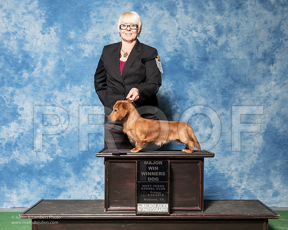 Dachshund Longhaired #19 Fri WD Maj Jeanie Wilson Judge Nancy Simmons-_SR_6813