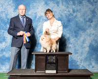 Pomeranian #5 Fri BOB Maj Iken Cindy Theresa Tafoya Montano Judge Edd Bivin