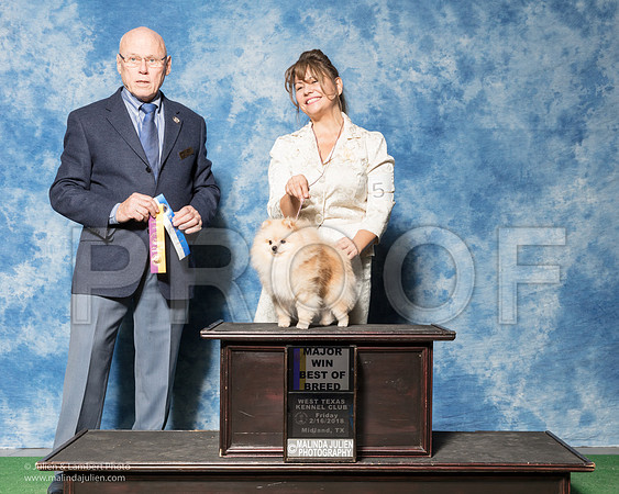 Pomeranian #5 Fri BOB Maj Iken Cindy Theresa Tafoya Montano Judge Edd Bivin-_SR_6811