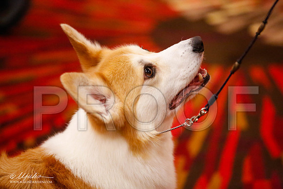_JJ_1501-HstnCorgiFeb2015-HR3