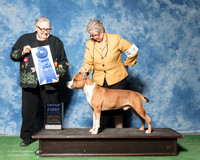 American Staffordshire Terrier #9 Fri G1 Martz H Burton Judge Denny Mounce