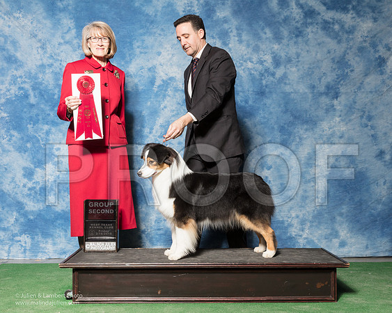 Australian Shepherd #12 Fri G2 Mosing Kyle Yvette LeBlanc Agent Brian Livingston Judge Nancy Simmons-_SR_6901