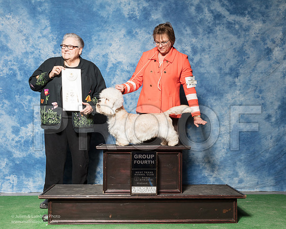 Dandie Dinmont Terrier #5 Spears Dr Carmen H Caroline Chas Blair Agent Susan Taylor Katzenstein Judge Denny Mounce-_SR_6864