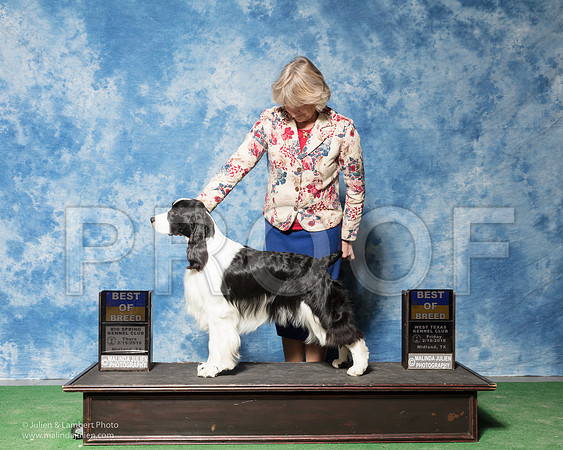 English Springer Spaniel #9 Thurs Fri BOB Rowland Jennifer Sandy Kucaba Agent Rebecca Gear Judge Nancy Simmons Denny Mounce-_SR_6833