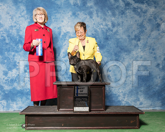 French Bulldog #23 Fri BOW Kelle Robert E Pamela A Agent Judy King Judge Nancy Simmons-_SR_6851