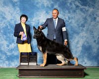 German Shepherd Dog #5 Fri BOB WD BOW Farias Juan Manuel Agent Sergio Espejo Judge Barbara Alderman