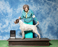 German Wirehaired Pointer #5 Thurs G3 Denny Mounce