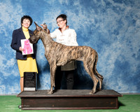 Great Dane #12 Fri OHG1 Durocher Camille M Judge Barbara Alderman