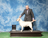 Labrador Retriever #16 Fri RWB Somaza Juan Carvonell Fernando Agent Jesus Moreno Judge Denny Mounce