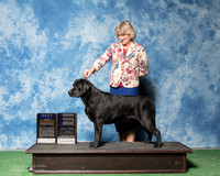 Labrador Retriever #8 Thurs WB  Fri BOB  Moran Lonnie Judge Denny Mounce