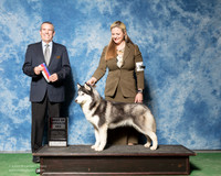 Siberian Husky #20 Fri BOS WB Badger Michelle Judge Dana Cline
