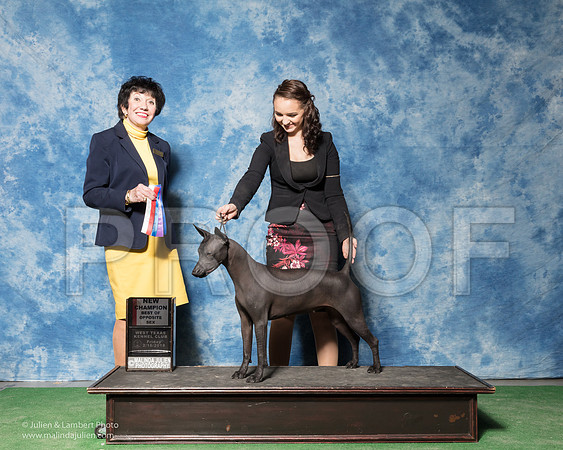 Xoloitzcuintli #6 Fri BOS WB Maj NCh Wise Kayla Beth Catarina Hill Judge Barbara Alderman-_SR_6932