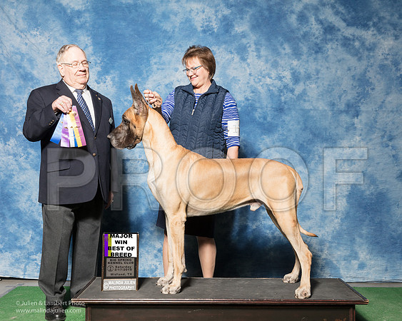 Great Dane #17 Sat BOB Maj Agnew C C S T Katzenstein P R McComb Judge Dr Donald Gill-_SR_6956e1