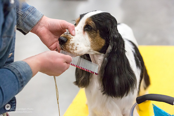English Cocker Spaniel #7 Sat RINGS Annette Eicke-_ST_9072