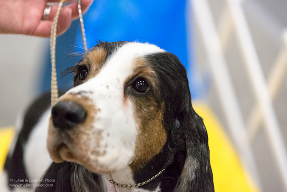 English Cocker Spaniel #7 Sat RINGS Annette Eicke-_ST_9076