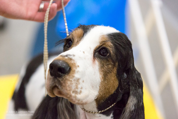 English Cocker Spaniel #7 Sat RINGS Annette Eicke-_ST_9078