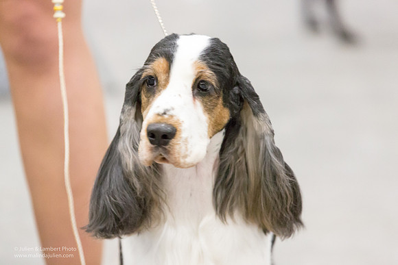 English Cocker Spaniel #7 Sat RINGS Annette Eicke-_ST_9081