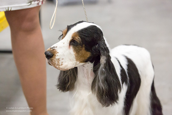 English Cocker Spaniel #7 Sat RINGS Annette Eicke-_ST_9082