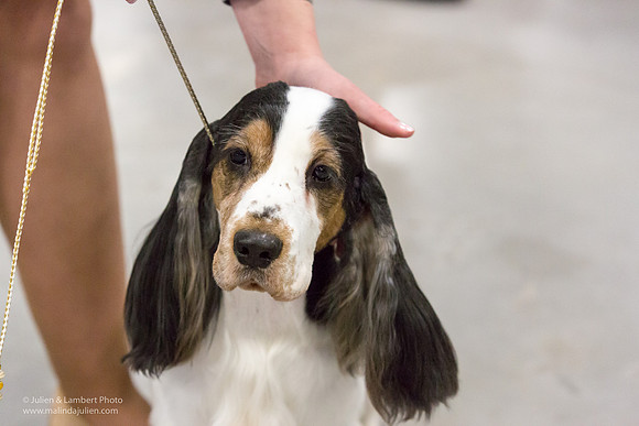 English Cocker Spaniel #7 Sat RINGS Annette Eicke-_ST_9087