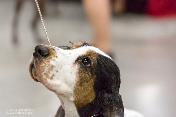 English Cocker Spaniel #7 Sat RINGS Annette Eicke-_ST_9090