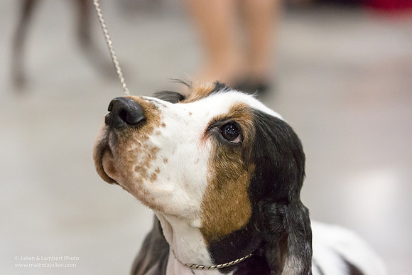 English Cocker Spaniel #7 Sat RINGS Annette Eicke-_ST_9091