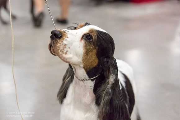 English Cocker Spaniel #7 Sat RINGS Annette Eicke-_ST_9094