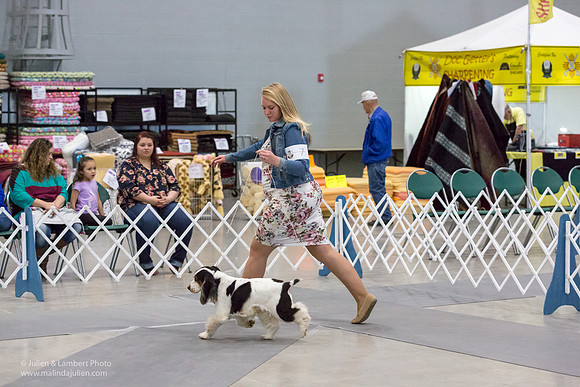 English Cocker Spaniel #7 Sat RINGS Annette Eicke-_ST_9100