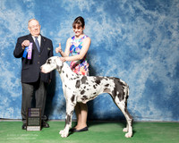 Great Dane #6 Sat WB Whitehouse Dina JP Yousha Judge Dr Donald Gill