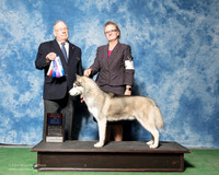 Siberian Husky #5 Sat BOS BOW Kathy Hoover Judge Dr Donald Gill