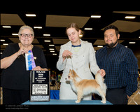 Chihuahua  Long Coat #7 Sat Torres Jacob Sherie Salas Lamack Judge Denny Mounce