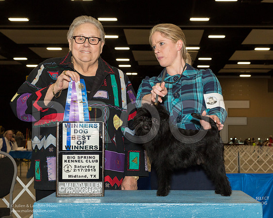 Affenpinscher #9 Sat BOW WD Giouard Doyle Agent Alfonso Escobedo Judge Denny Mounce-_JJL0775