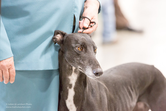 Greyhound #6 Sat RINGS Elaine Hemphill-_ST_9219