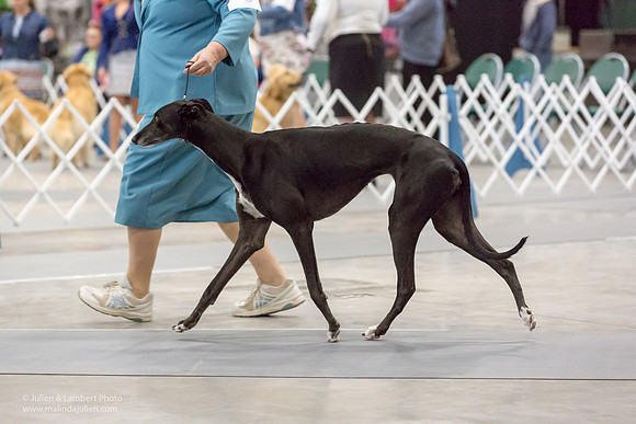 Greyhound #6 Sat RINGS Elaine Hemphill-_ST_9260