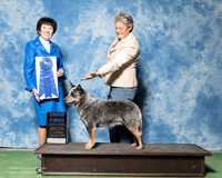 Australian Cattle Dog #5 Sat G1 Rowland Joyce Laurie Youmans Judge Barbara Alderman